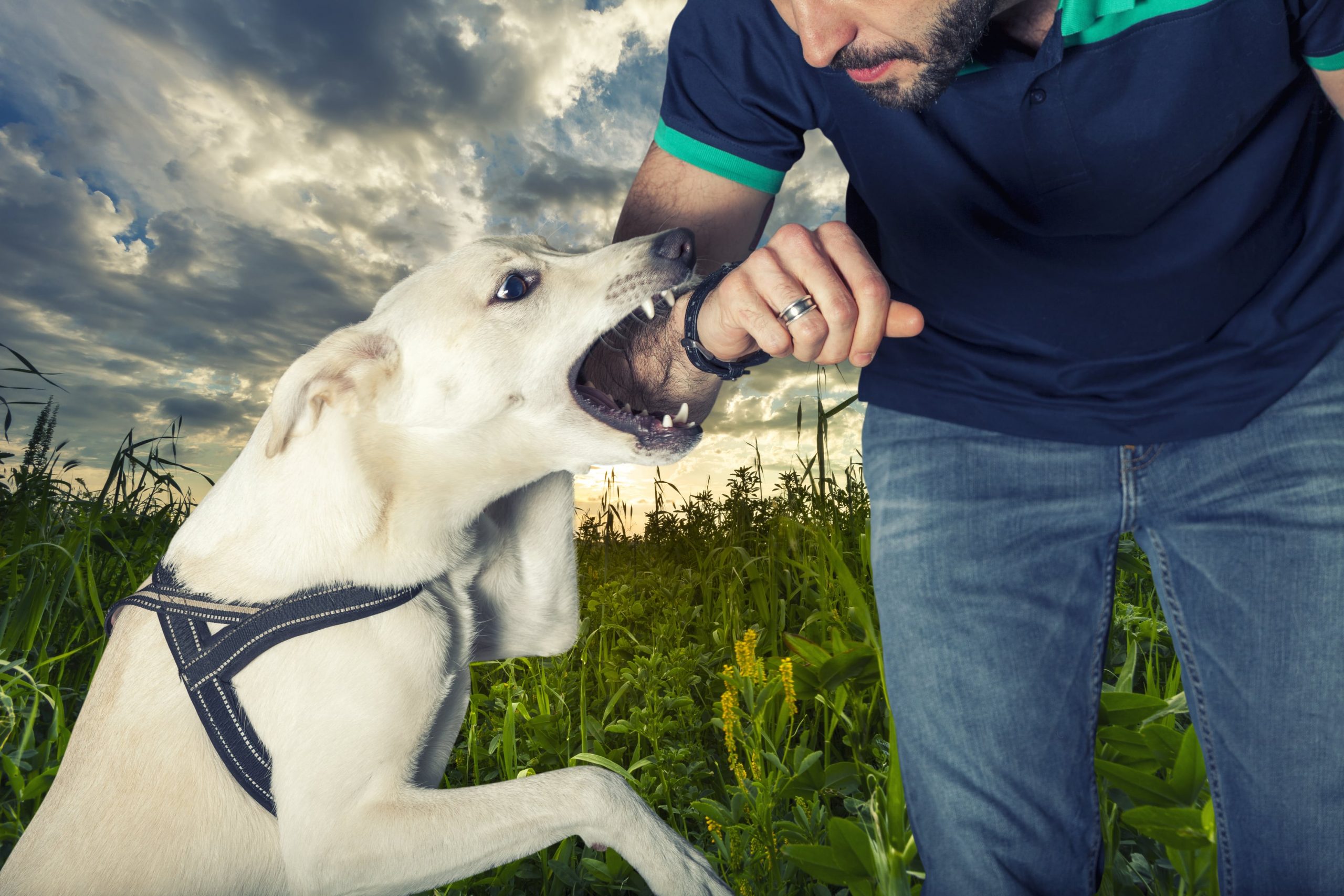 How Long Does It Take For A Dog Bite Settlement - Dog Bite King Law Group