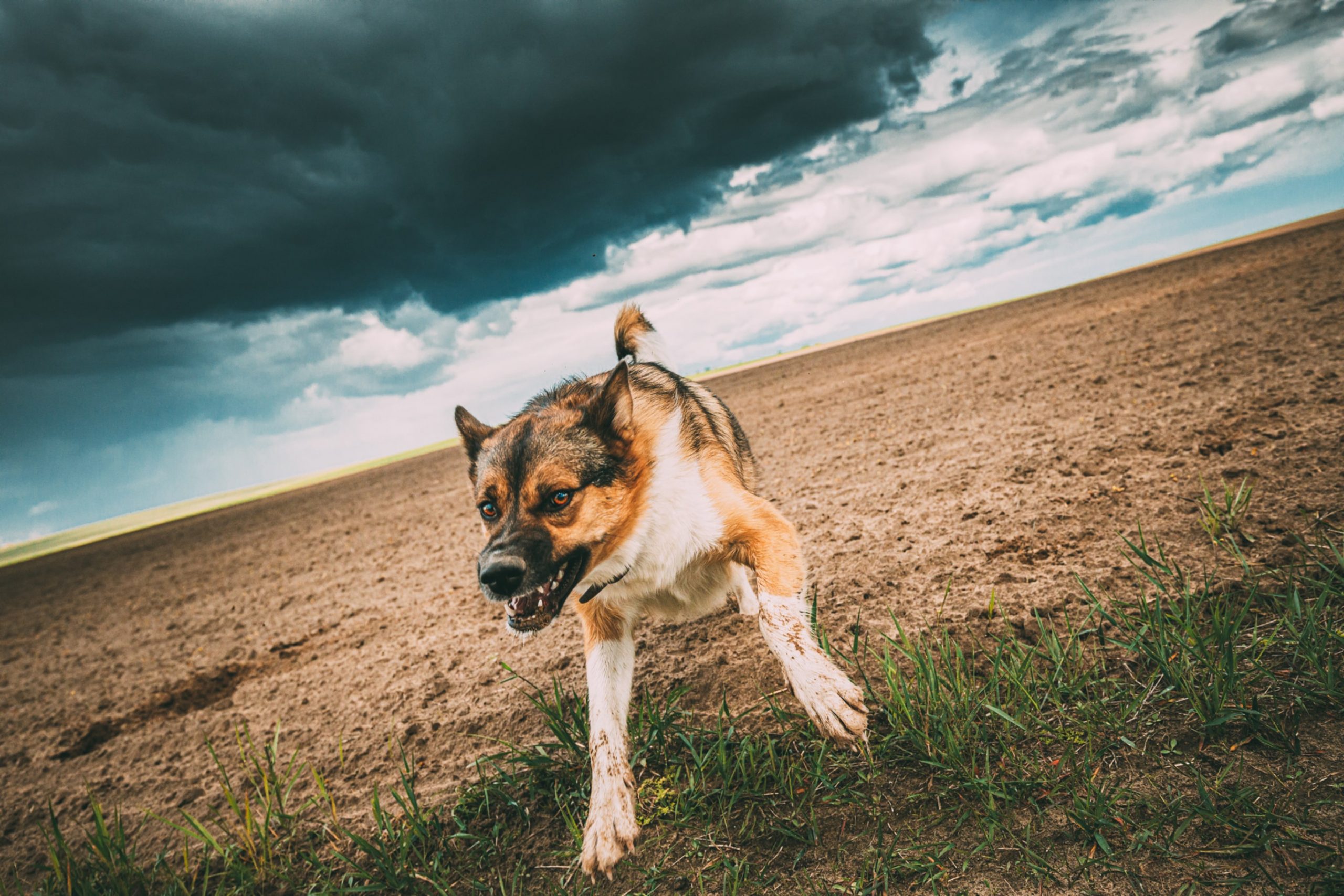 A Comprehensive Overview of Nevada Dog Bite Laws - Dog Bite King Law Group