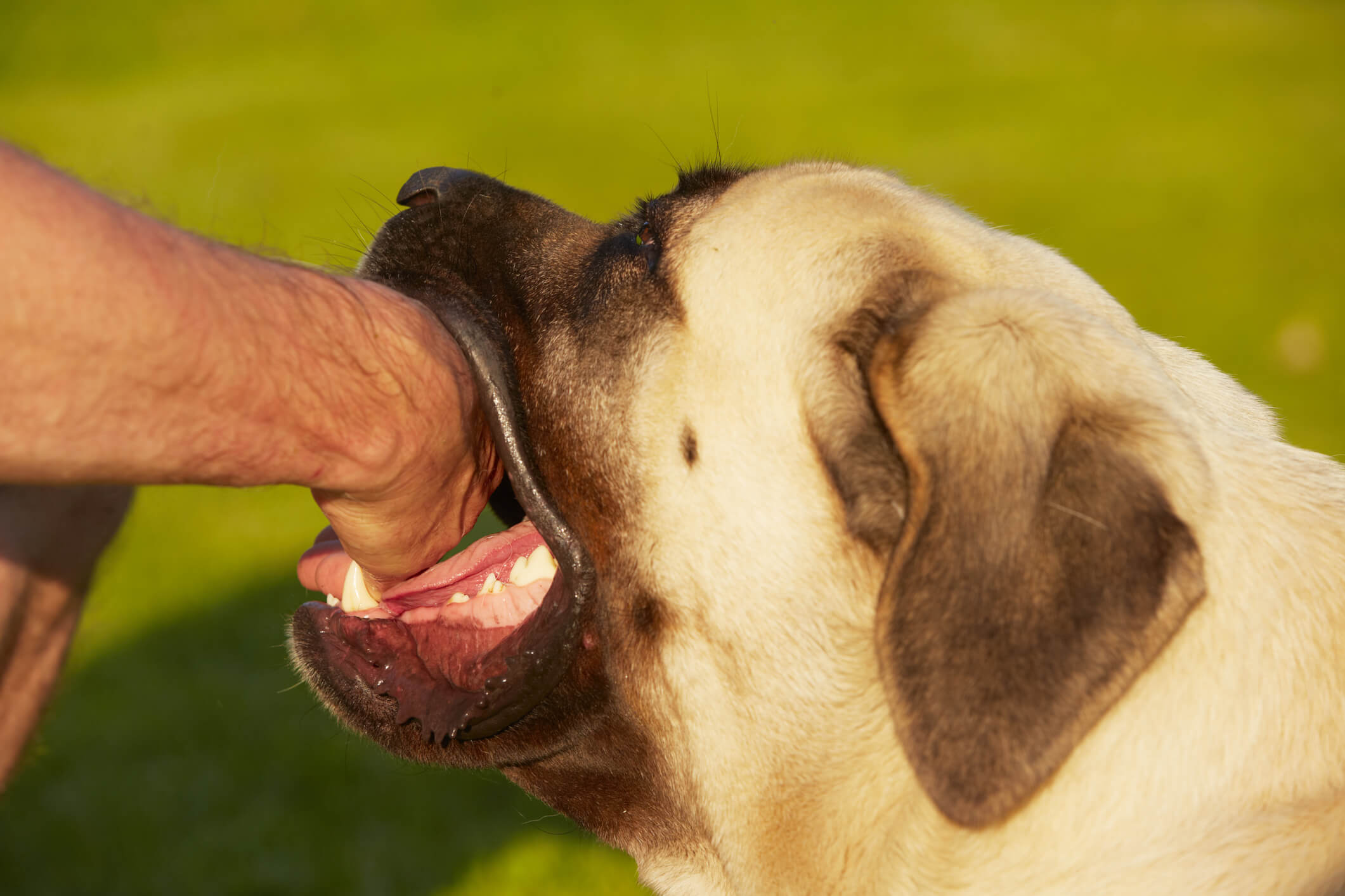 What Happens When A Dog Bite Is Reported Scotland