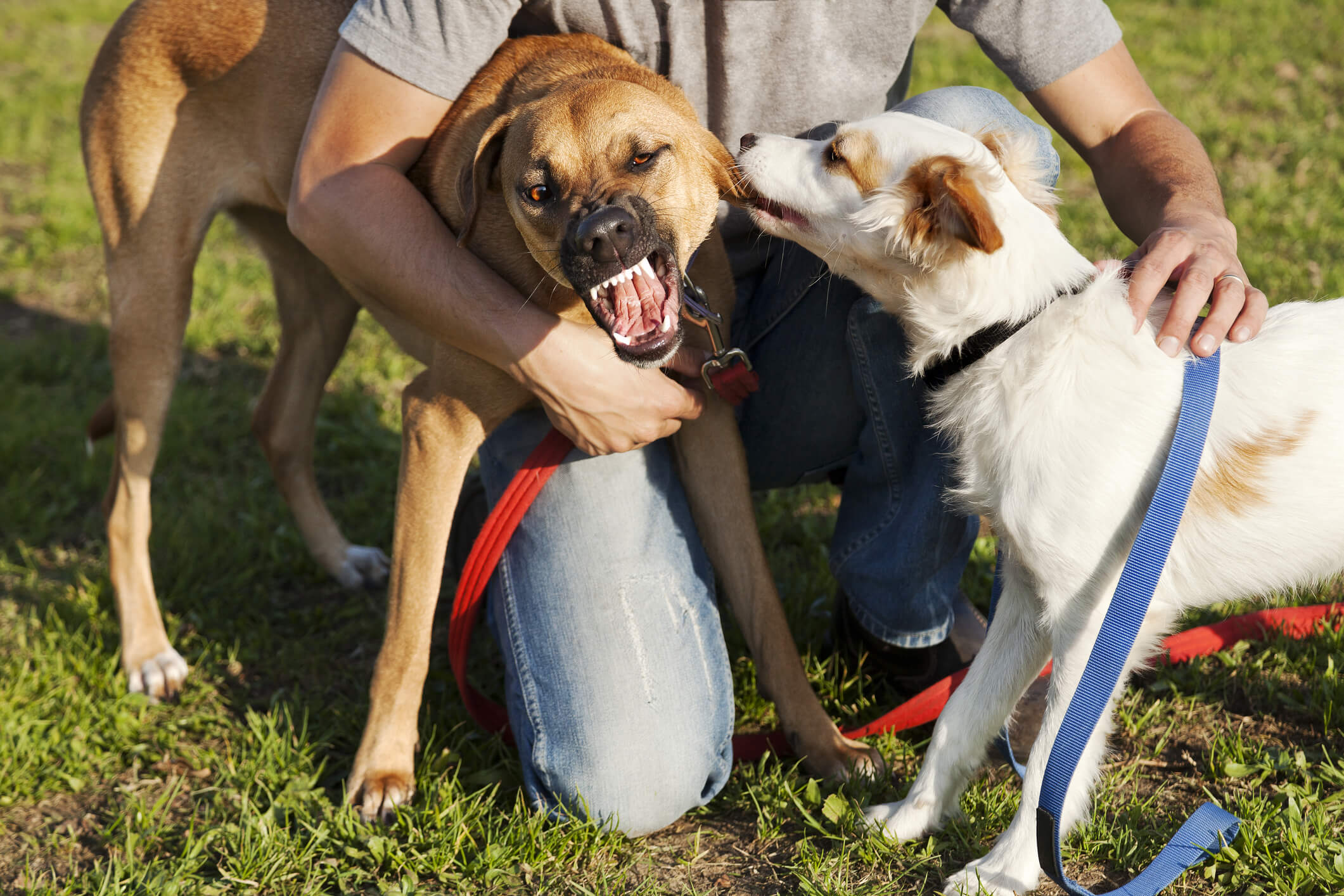 How to Prove Fault in a Dog Bite Case? - Dog Bite King Las Vegas